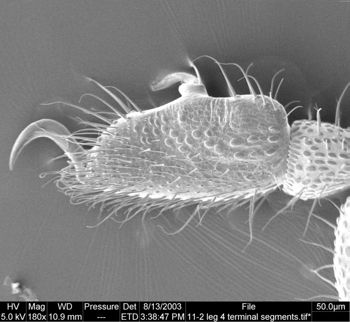 Media type: image;   Invertebrate Zoology 134647